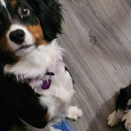 Aussiedoodles, Companion Crosses, Pomskies, and Pugs from Perfect Pugs