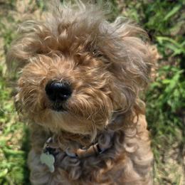 Chloe - Poodle