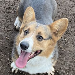 Boss - Pembroke Welsh Corgi