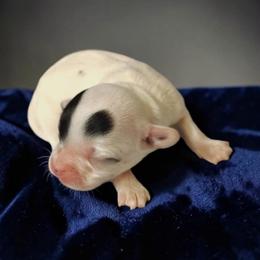 1 - Black & white female Maltipoo puppy in Salisbury, North Carolina from Carolina Canines