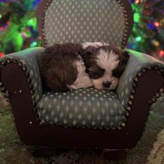 Glinda - Brindle and white female Cavatzu puppy in Saint Paul, Minnesota from Amy’s Puppy Tzu