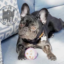 MIRA - French Bulldog