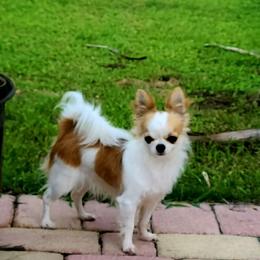 Ruby - Chihuahua