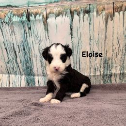 Eloise - Black and white female Sheepadoodle puppy in Blackfoot, Idaho from Son of a Poodle Sheepadoodles