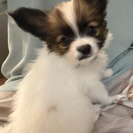 Boy 1 - White and sable male Papillon puppy in Georgia from Tylane Papillons