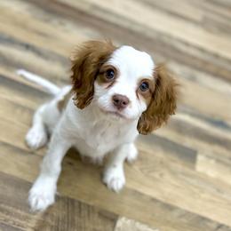 BUTTERBALL - Chocolate male Cavalier King Charles Spaniel puppy in Jackson, Ohio from The Cavaliers at EAP Acres