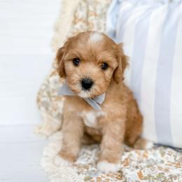Pancake - blue collar boy - Apricot male Cavapoo puppy in Melbourne, Florida from Space Coast Doodle Co.