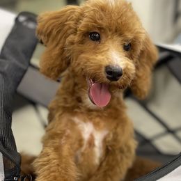 Drew - Red  Poodle puppy in New Jersey from TK Poodles
