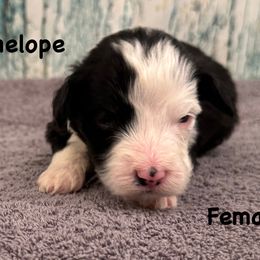 Penelope - Black and white female Sheepadoodle puppy in Taber, Idaho from Son of a Poodle Sheepadoodles