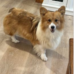 Kody - Pembroke Welsh Corgi