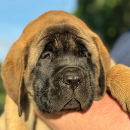 Asher - Fawn male Mastiff puppy in Carthage, Missouri from Mama’s Mastiffs