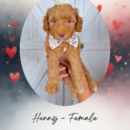 Hunny - Red  female Goldendoodle puppy in Canton, Georgia from Teddy Puppies