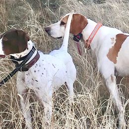German Shorthaired Pointers from IronPoint Kennels