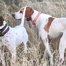 German Shorthaired Pointers from IronPoint Kennels