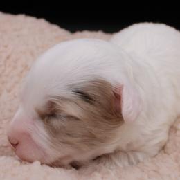 Sour Patch - White female Havapoo puppy in Hendersonville, North Carolina from Grayfinn House