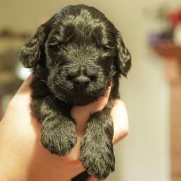 Ares - Phantom male Goldendoodle puppy in Portsmouth, Virginia from Hopping Howlers Ranch