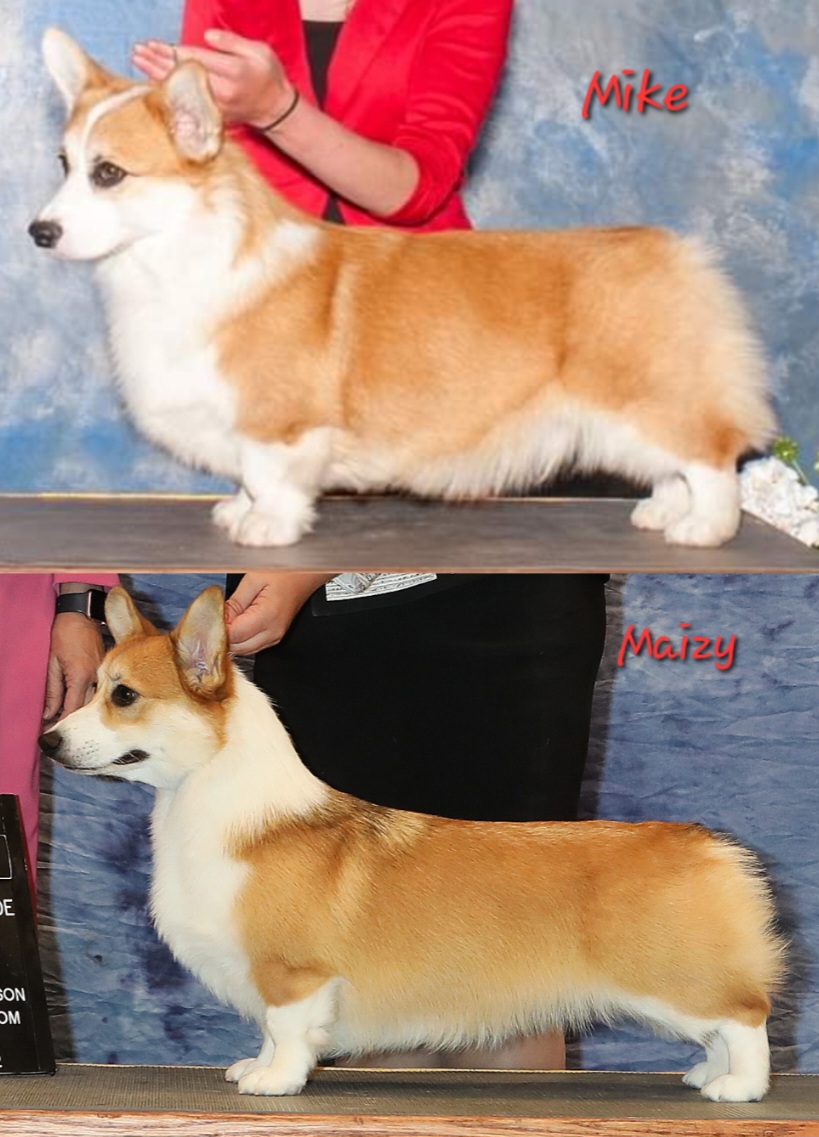 Pembroke Welsh Corgi puppies from Walkabouts Corgis