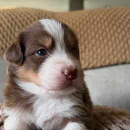 Copper - Red tri-color male Australian Shepherd puppy in Oakridge, Oregon from Middle Fork Australian Shepherds