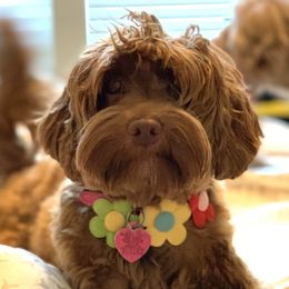 Marlie Jane - Australian Labradoodle