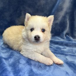 Pomsky Puppies from Granite State Pomskies