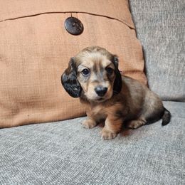 Dani - Cream female Dachshund puppy in Lindsay, California from Lewis Creek Dachshunds