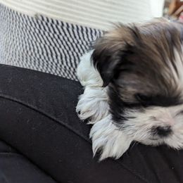 Shih Tzu Puppies from We Shih Tzu Not!