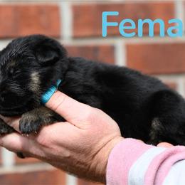 Bluey - Black and tan female German Shepherd puppy in Murrayville, Georgia from Vom Clark’s German Shepherds