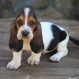 Male 3 - Black brown and white male Basset Hound puppy in Georgia from Huff's Hounds