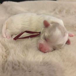 Cinnamon - White female Mal-Shi puppy in Raleigh, North Carolina from Loveable Litters