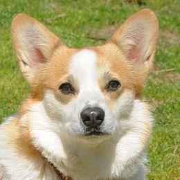 Junie - Pembroke Welsh Corgi