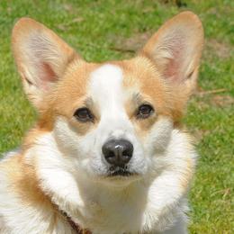 Junie - Pembroke Welsh Corgi