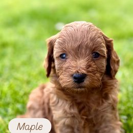 Cavapoo Puppies from Taylor Sweeten