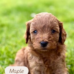 Cavapoo Puppies from Taylor Sweeten