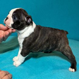 Boston Terrier Puppies from McMiesz