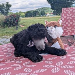 Toby - Silver male Poodle puppy in Limetone, Tennessee from Mount Bethel Poodles
