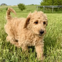 Aussiedoodle, Labradoodle, and Sheepadoodle Puppies from Boxcar Doodles and Poodles