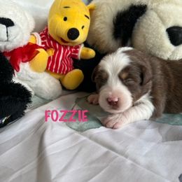 FOZZIE - Red tri Miniature Australian Shepherd puppy in Elgin, Illinois from Beaman Aussie Pride