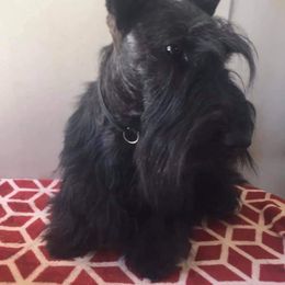 Bee - Scottish Terrier