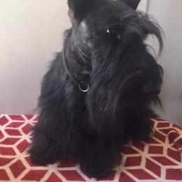 Bee - Scottish Terrier