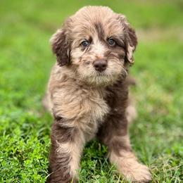 Lady Harriett - Chocolate female Assorted Doodle Crosses puppy in Kansas City, Missouri from Beary GoldenDoodles