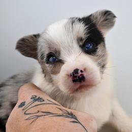 Maze - Blue merle and white male Cardigan Welsh Corgi puppy in Bland, Missouri from Shadey Lane Corgis