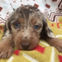 Dachshund Puppies from Mohawk Creek Dachshunds