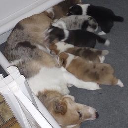 American Corgi and Pembroke Welsh Corgi Puppies from Faery Mount Farm