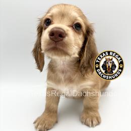 Prince - Cream male Dachshund puppy in Houston, Texas from Texas Regal Dachshunds LLC