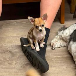 Jenga - Merle female Chihuahua puppy in Orange, Texas from Tiny Paws from God