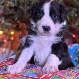 English Shepherd Puppies from Midway English Shepherds