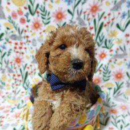 Poodle Puppies from Chatt-A-Nooga Poodles