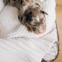 Everest - Blue merle male Miniature Australian Shepherd puppy in Enoch, Utah from Twisted H Aussies