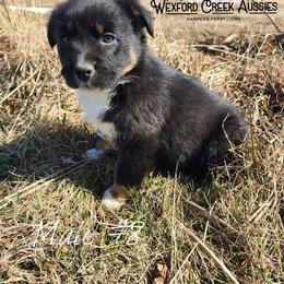 Boy 8 - Black tri-color male Australian Shepherd puppy in Harpers Ferry, Iowa from Wexford Creek Aussies, LLC