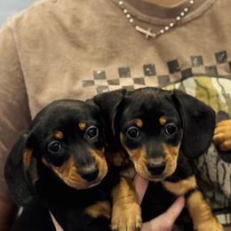 Dachshund Puppies from Riverside Mini Weenies